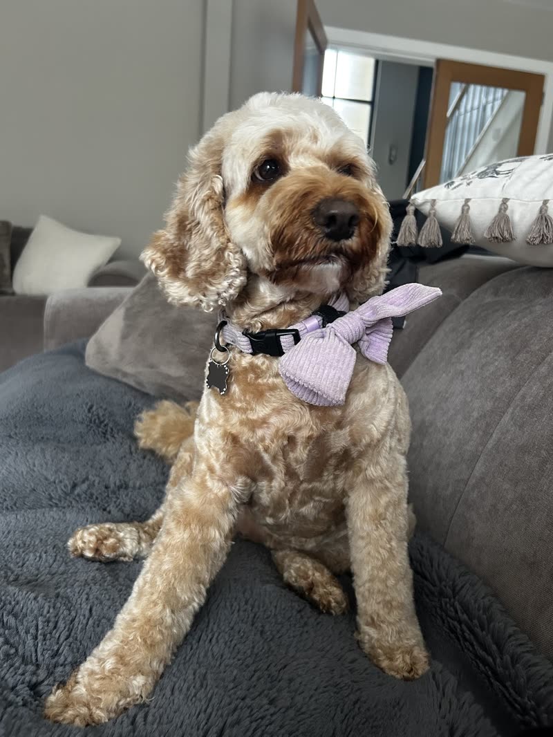 A freshly groomed cream-and-tan cockapoo in a lilac bow tie sitting on a sofa throw
