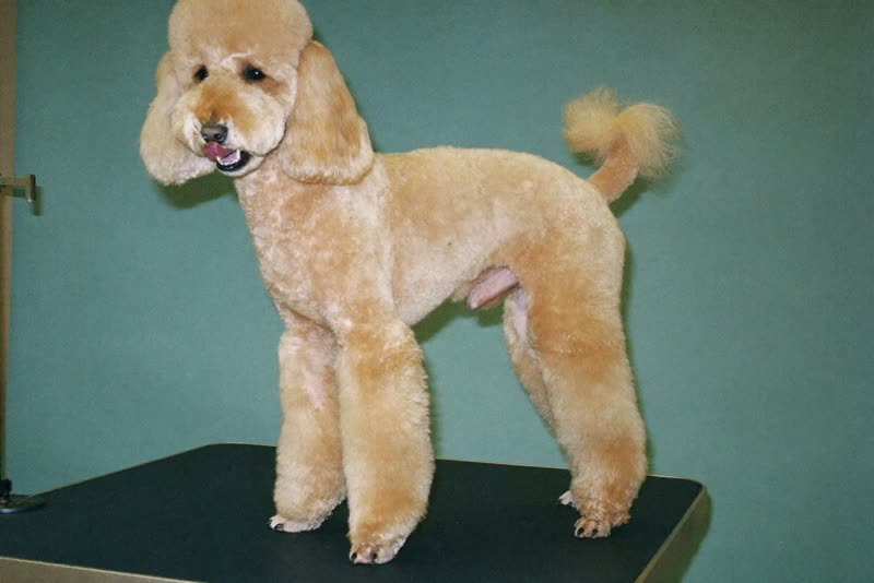 A poodle standing on a grooming table