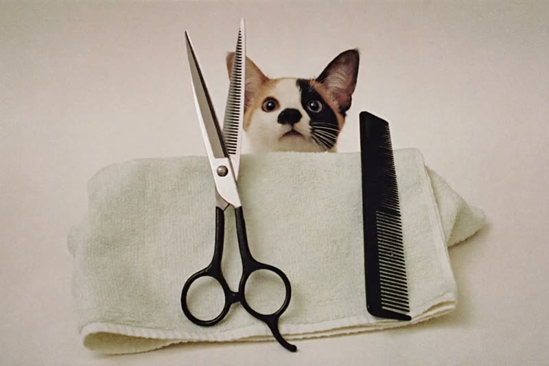 Grooming scissors and a comb resting on a clean folded towel