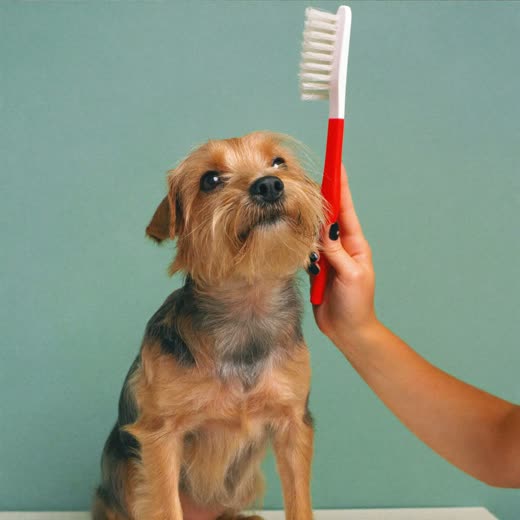 A small terrier being brushed by a groomer