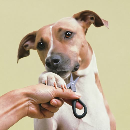 A dog's paw having its nails clipped