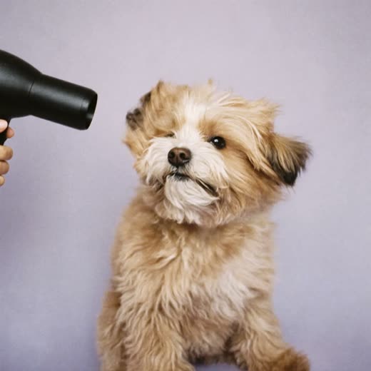A small fluffy dog being blow-dried after a bath